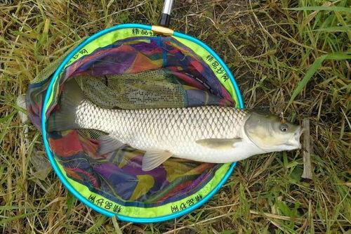 草鱼散炮爆料视频教程,跟随视频教程轻松学会  第3张