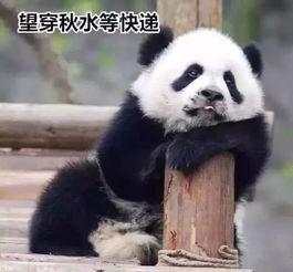 小鹿丢了爆料视频,神秘视频揭露惊人真相！  第3张